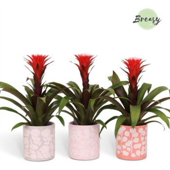 Guzmania Rockyflower Hope Sevilla