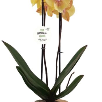 Your Natural Orchid | Manta Palau | Phalaenopsis 2 spike