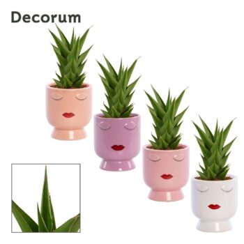 Sansevieria Temple crown 12 cm in Dua Lipa (Party love-collectio