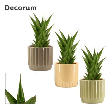 Sansevieria Temple crown 12 cm in Liam (Nature world-collection)