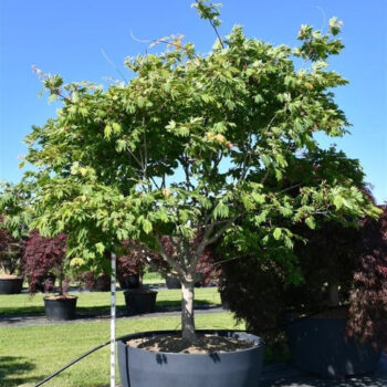 Acer japonicum 'Aconitifolium'