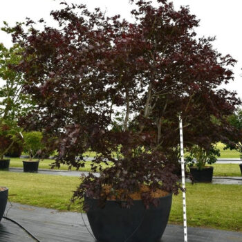 Acer pal. 'Bloodgood'
