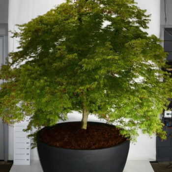 Acer pal. 'Dissectum'