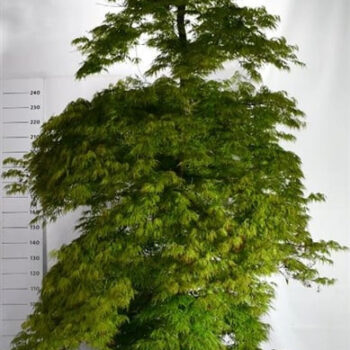 Acer pal. 'Dissectum'