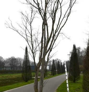 Acer pal. 'Fireglow'