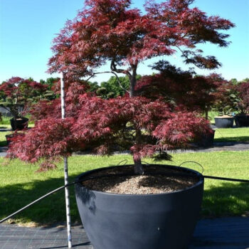 Acer pal. 'Garnet'