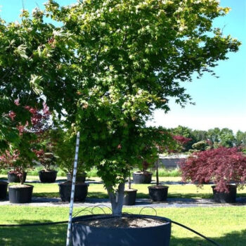 Acer pal. 'Osakazuki'