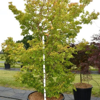 Acer pal. 'Sangokaku'