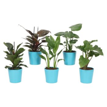 Groen Mix 12cm - Royal - Amanda blue