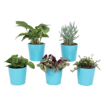 Groen Mix 12cm - Compact - Amanda Blue