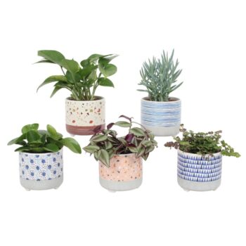 Groen Mix 12cm - Compact - Bakoe Mix A