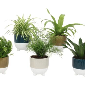 Groen Mix 12cm - Classic - Felsberg