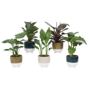 Groen Mix 12cm - Royal - Felsberg