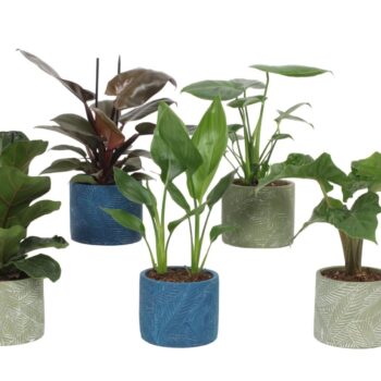 Groen Mix 12cm - Royal - Leaf Mix C