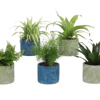 Groen Mix 12cm - Classic - Leaf Mix C