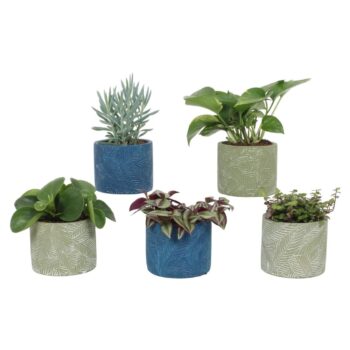 Groen Mix 12cm - Compact - Leaf Mix C