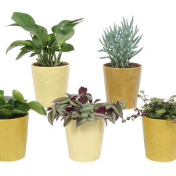 Groen Mix 12cm - Compact - Mohs en Sharik