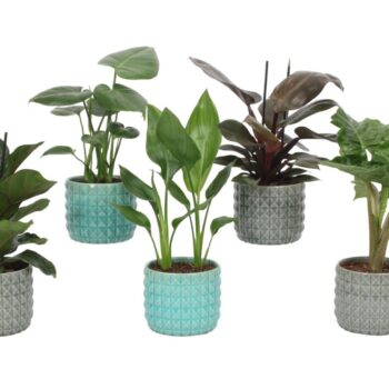 Groen Mix 12cm - Royal - Oslo Mix A