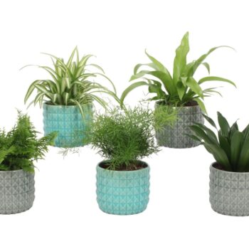 Groen Mix 12cm - Classic - Oslo Mix A