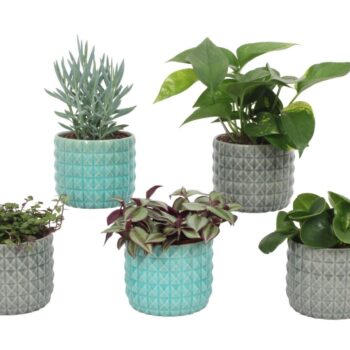 Groen Mix 12cm - Compact - Oslo mix A
