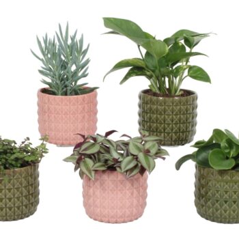 Groen Mix 12cm - Compact - Oslo mix B