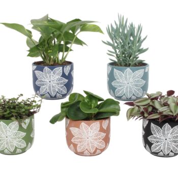 Groen Mix 12cm - Compact - Padus