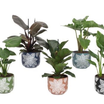 Groen Mix 12cm - Royal - Padus