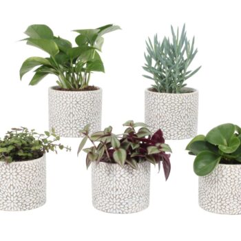 Groen Mix 12cm - Compact - Wagga Wagga