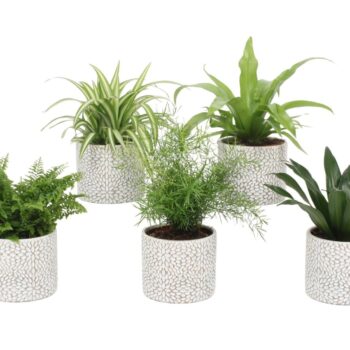 Groen Mix 12cm - Classic - Wagga Wagga