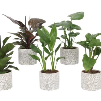 Groen Mix 12cm - Royal - Wagga Wagga