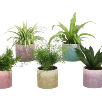 Groen Mix 12cm - Classic - Elsa