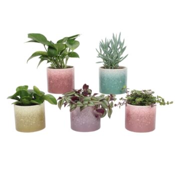 Groen Mix 12cm - Compact - Elsa