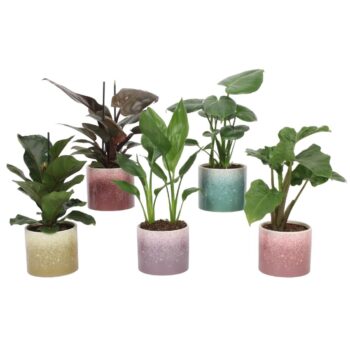 Groen Mix 12cm - Royal - Elsa