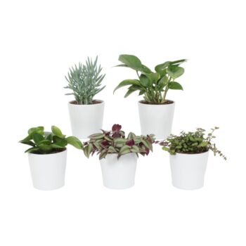 Groen Mix 12cm - Compact - Ibiza Wit Mat