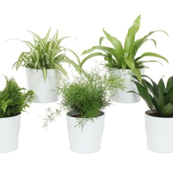 Groen Mix 12cm - Classic - Ibiza Wit Mat