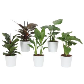 Groen Mix 12cm - Royal - Ibiza Wit Mat