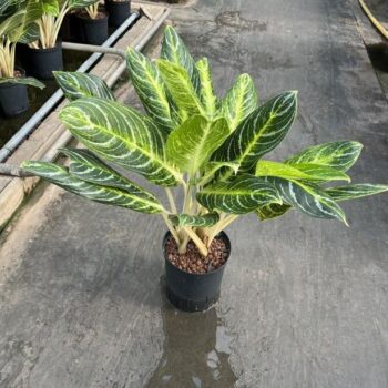 Aglaonema key lime 18/19 h60