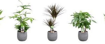 Green is...mixkar p17 betonpot glad