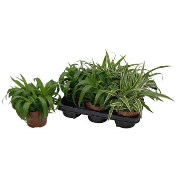 Chlorophytum Com gemengd