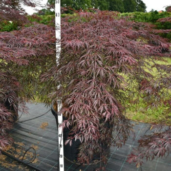 Acer pal. 'Inaba-shidare'