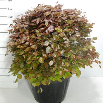 Fagus syl. 'Atropunicea'