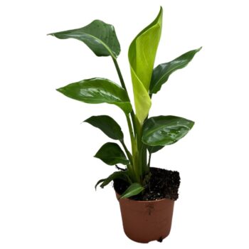 Strelizia Nicolai 2pp