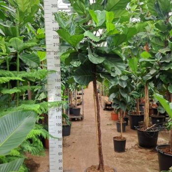 Ficus Lyrata gedraaide stam 300