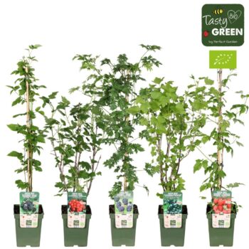 Grote fruitstruiken mix laag bio P23