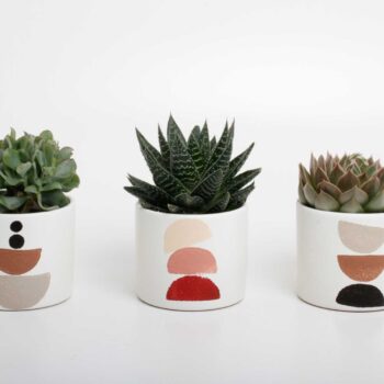 succulenten mix in Maan keramiek