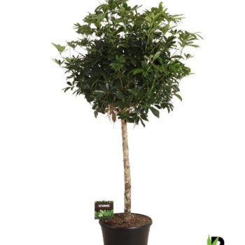 Schefflera arb. compacta bol op stam