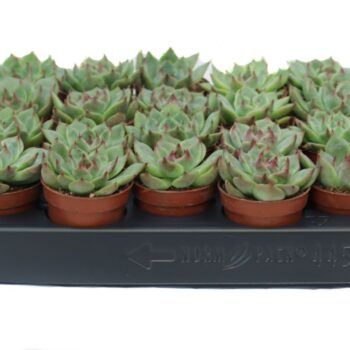 Echeveria Chichauensis