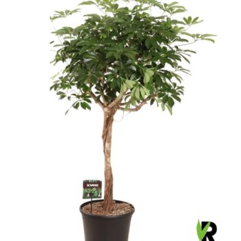 Schefflera arb. compacta bol op stam
