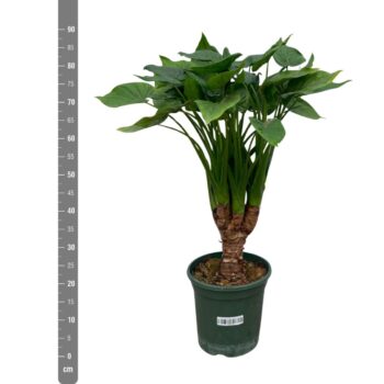 Alocasia Cucullata op stam - 90cm