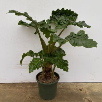 Alocasia Lowrider stam - 110cm